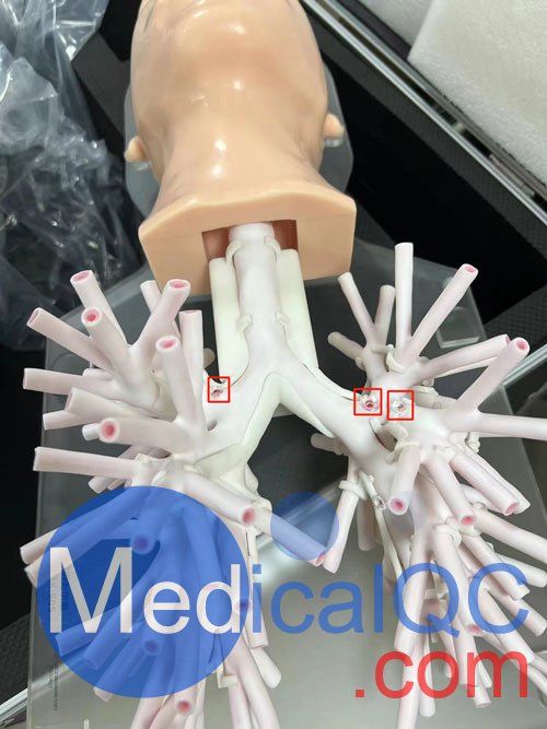 WEK-B05內(nèi)窺鏡支氣管模體，WEK-B05支氣管模型