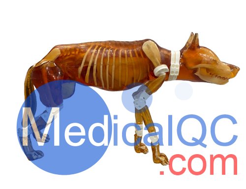 Dog Phantom，牧羊犬模體，兼容 X 射線/CT 和 MRI 成像