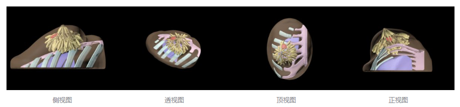 BT-A01乳房模體,BT-A01解剖乳房模體