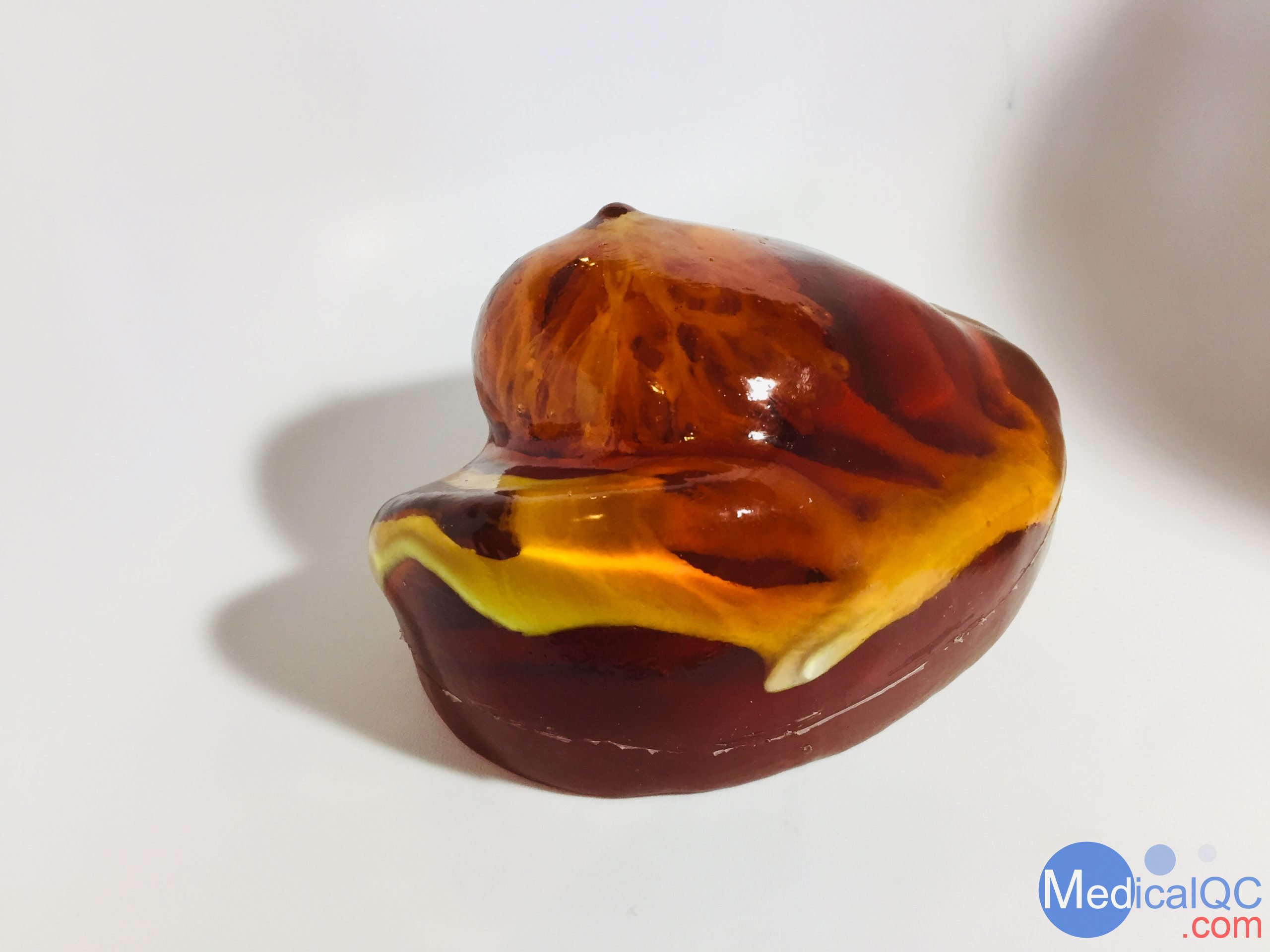 BT-A01乳房模體,BT-A01解剖乳房模體