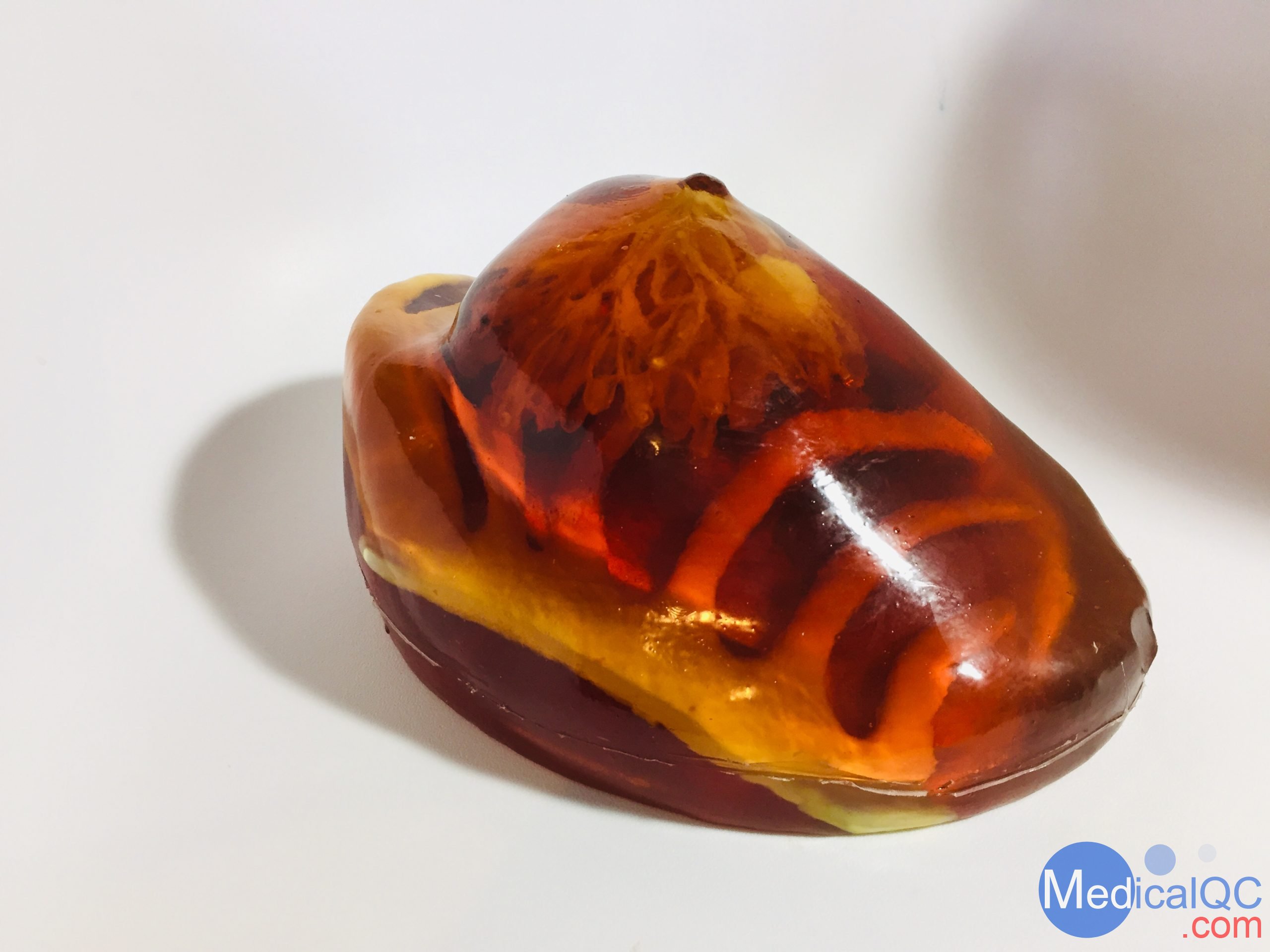 BT-A01乳房模體,BT-A01解剖乳房模體