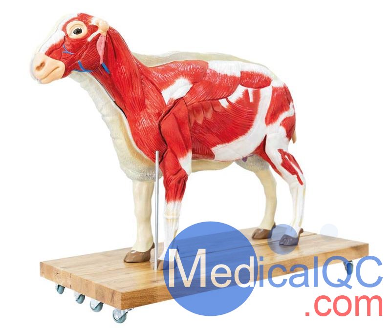 VET3310綿羊模型,VET3310綿羊模體，VET3310獸醫(yī)用模體