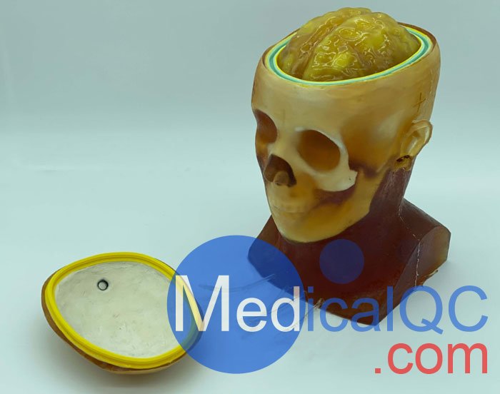 HD-C03成人頭模，HD-C03血管造影頭模，HD-C03頭部模體