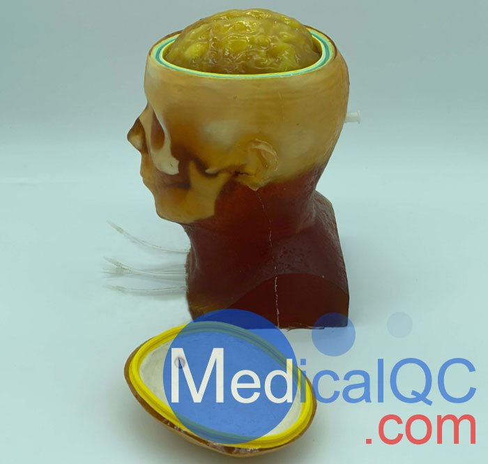 HD-C03成人頭模，HD-C03血管造影頭模，HD-C03頭部模體