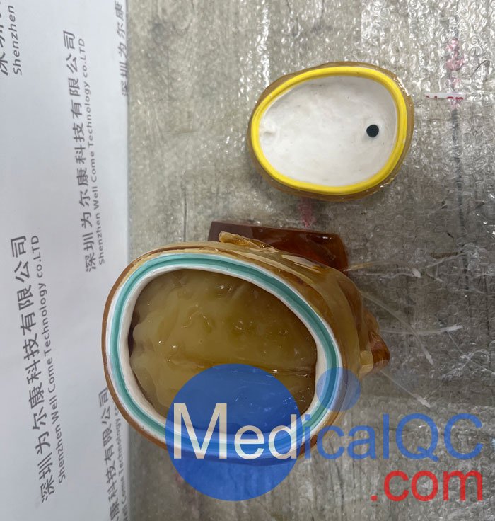 HD-C03成人頭模，HD-C03血管造影頭模，HD-C03頭部模體實拍圖