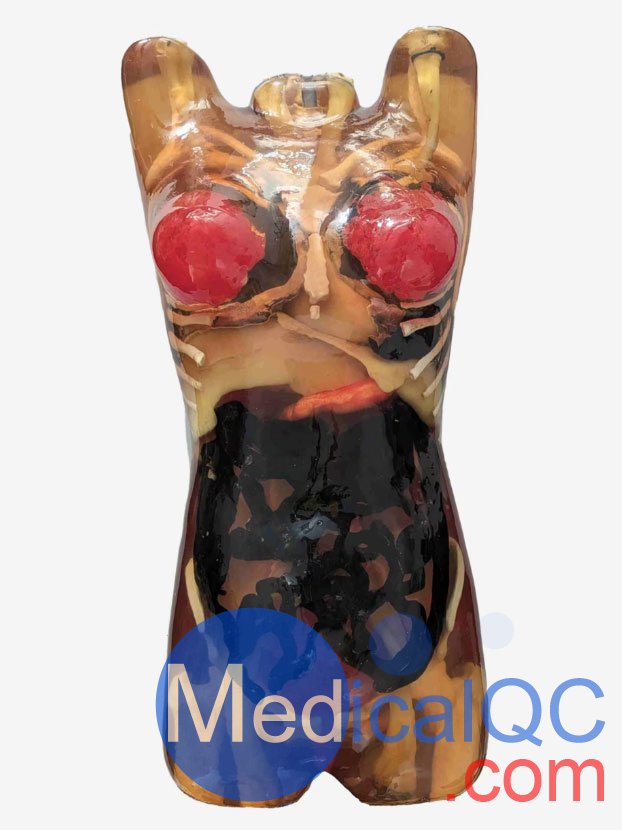 CT-A02成年女性軀干模體，CT-A02女性軀干模體