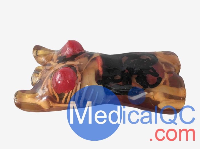 CT-A02成年女性軀干模體，CT-A02女性軀干模體